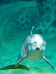 AT&T Dolphin Tales Georgia Aquarium