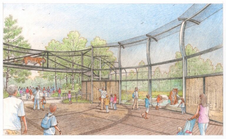 denver zoo tiger edge rendering