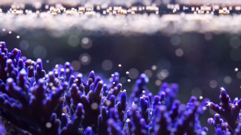 Acropora valida coral spawning at the Horniman Museum
