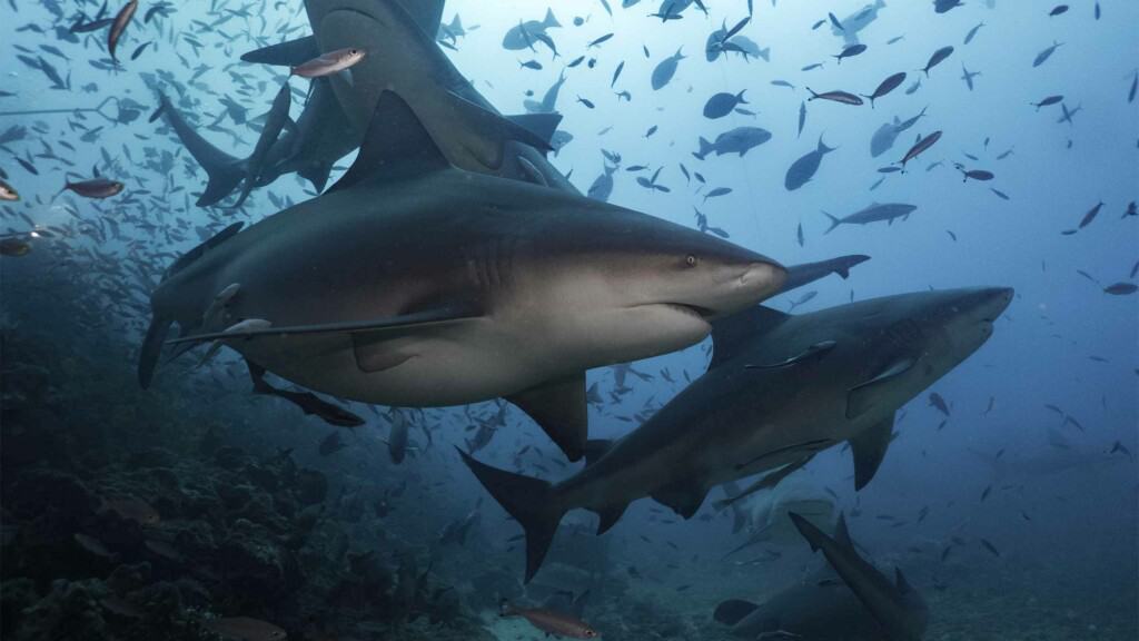sharks swimming deep blue sea, the sharks trust