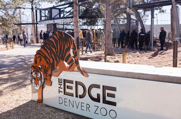 Denver Zoo tiger exhibit