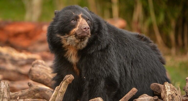 Chester Zoo WildCRU andean bear