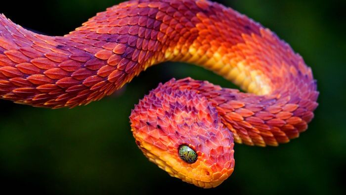 bush viper aza annual conference 2019