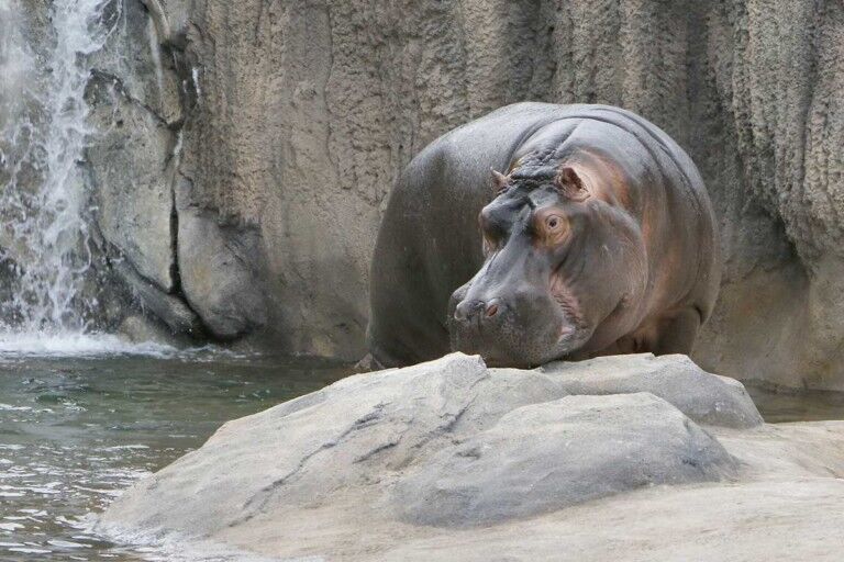 Dallas Zoo's brand new $14 million exhibit is hippo heaven