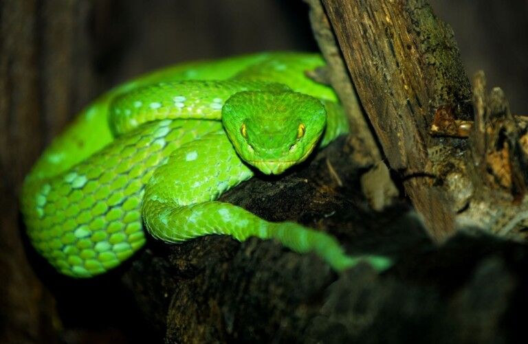 green pit viper