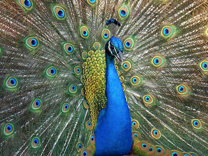 RFP - Alexandria Zoo 10-year strategic development plan