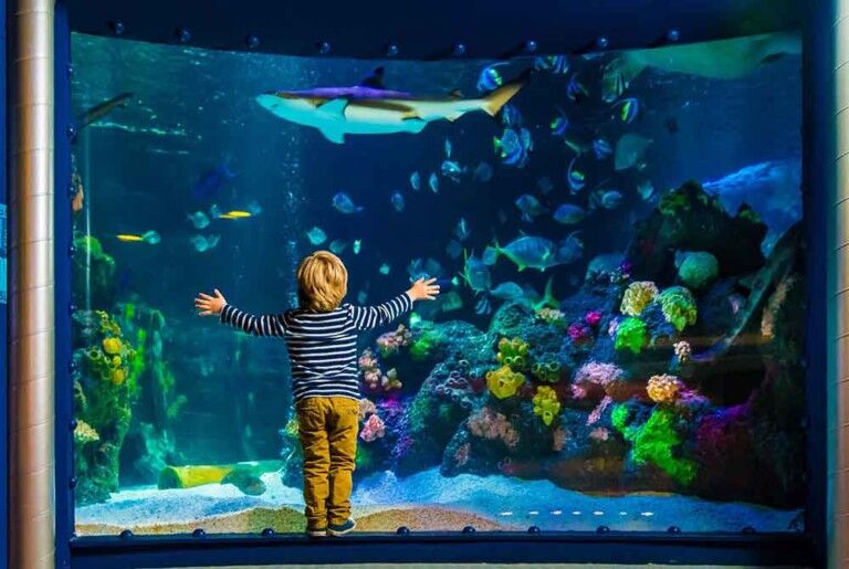 Sea life boy infront of fish aquarium