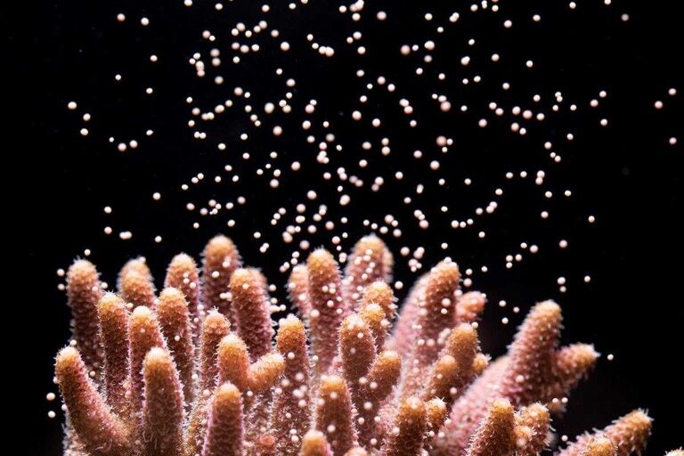 Horniman Museum partners Florida Aquarium to save coral reefs
