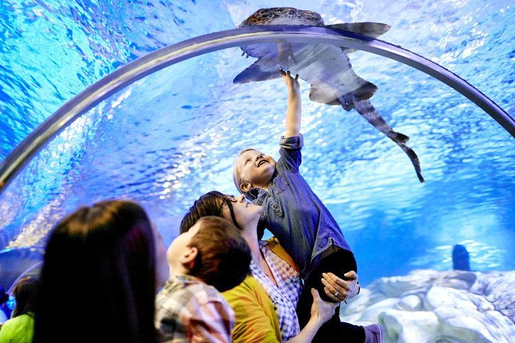 Sealife Merlin