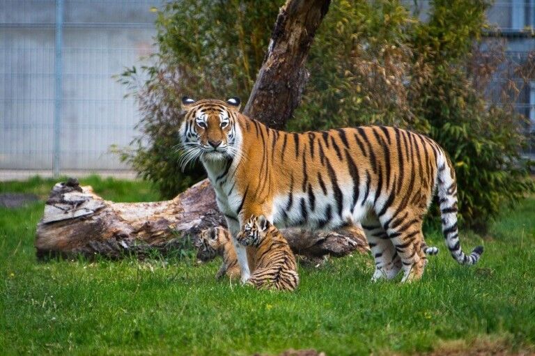 Tschuna and her cubs at Yorkshire Wildlife Park