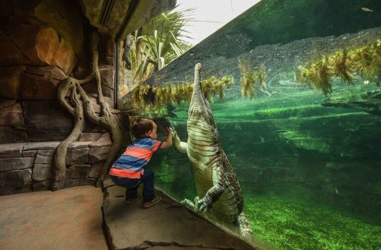 chester-zoo-frankie-the-sunda-gharial-crocodile a