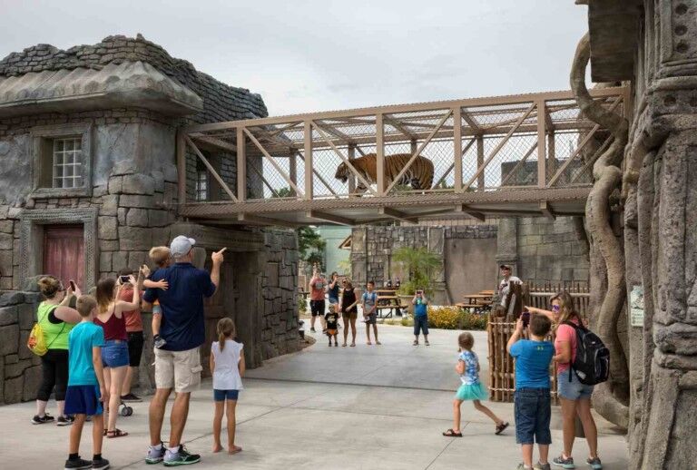 tigers walk above visitors at PGAV-designed Lost Kingdom exhibit Tulsa Zoo