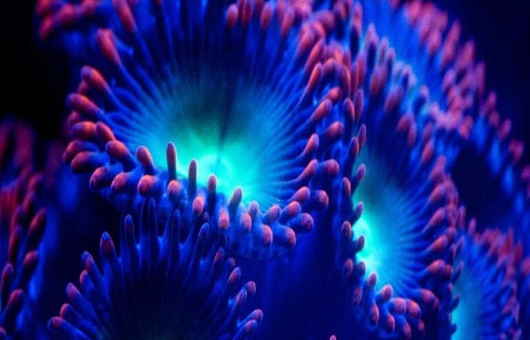 Luminous anenomes on Christie Velvet CorePlus LED video panel