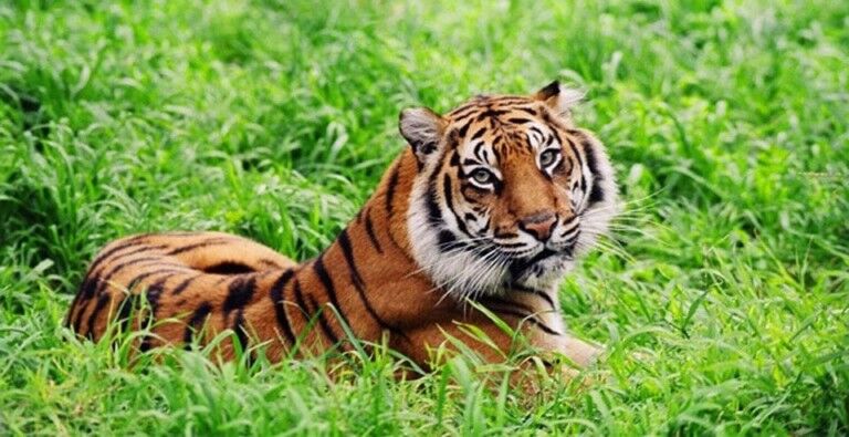 tiger at wellington zoo tigris