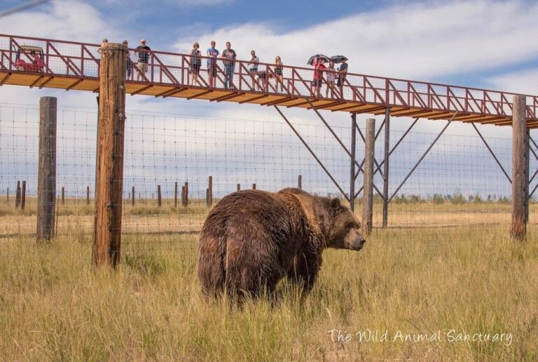 Mile into the Wild at the Wild Animal Sanctuary
