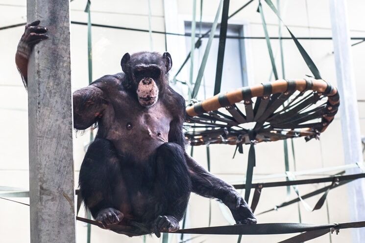 Chimpanzee Eden at Twycross Zoo.