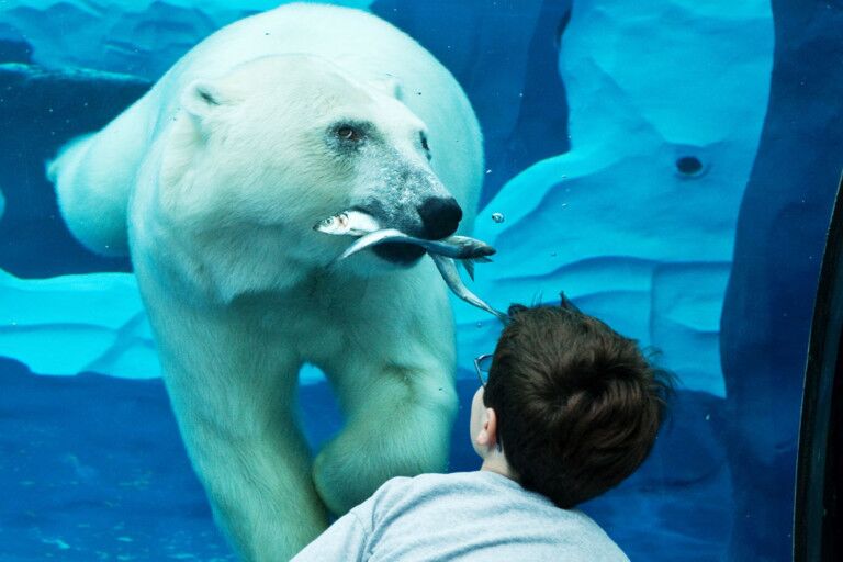 Detroit Zoo planning aquarium for downtown