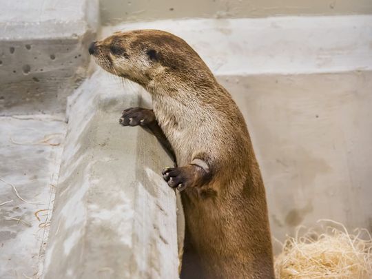 Milwaukee county zoo Otter Passage river otter exhibit