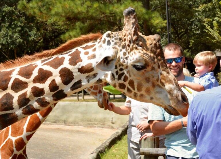 kid strokes giraffe baton rouge zoo, jackson zoo rfp