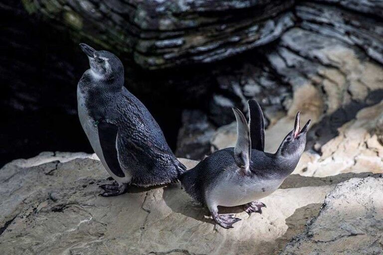 tripadvisor aquarium