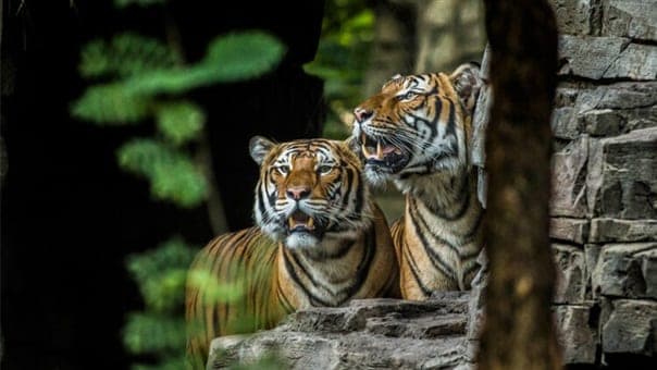 tigers at busch gardens tampa panthera Tigris