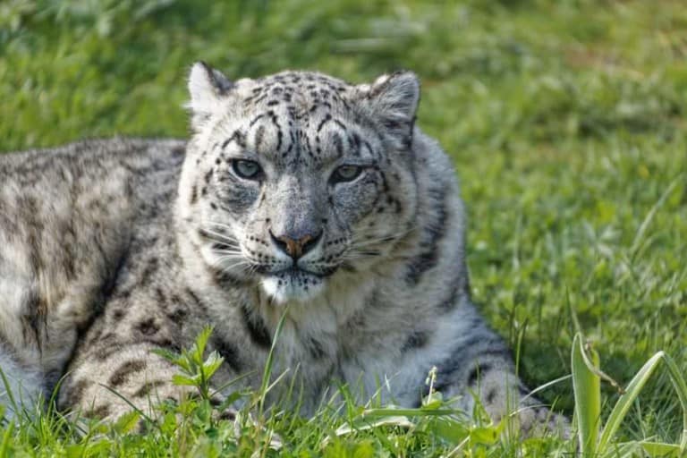 Snow Leopard at BIAZA member Twycross Zoo