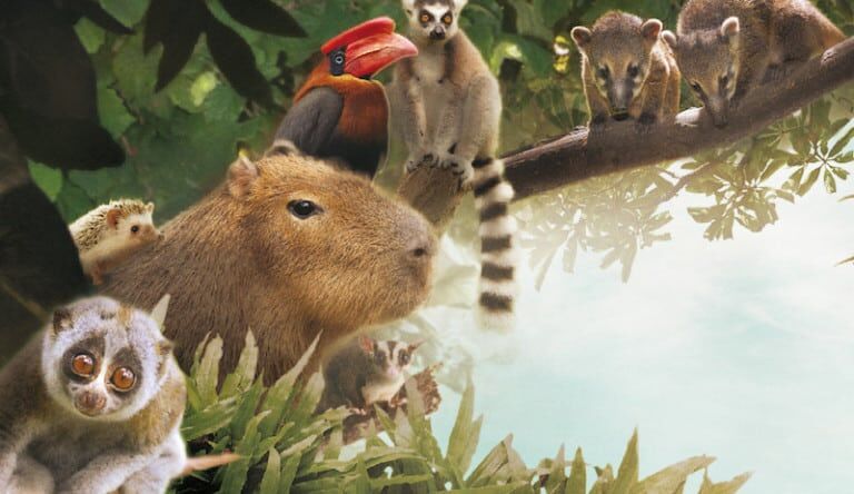 zoolung zoolung