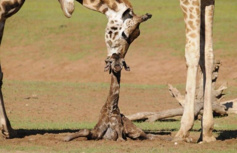 monarto safari park