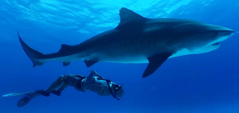 Immotion Shark Dive