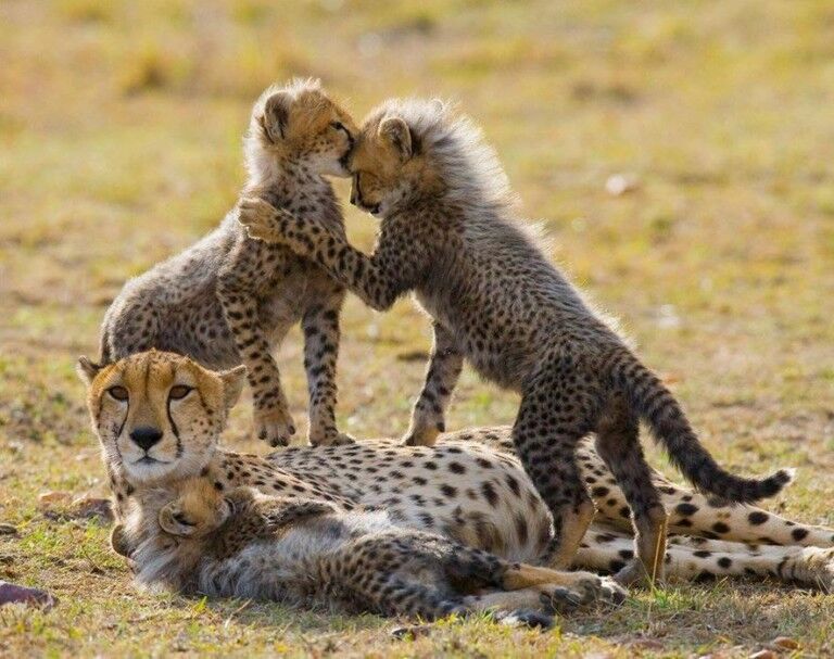 Zoological Association of America Cheetahs