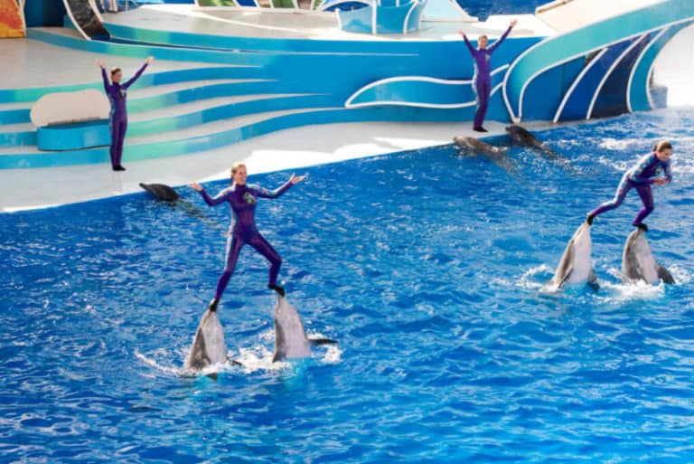 seaworld dolphin
