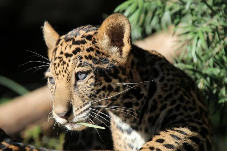 Big cats can be seen in San Antonio Zoo's new drive-thru tour, a new initiative during the COVID-19 closure top zoos and aquariums US