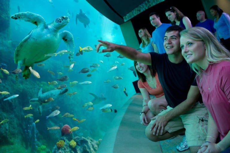 Turtle Habitat SeaWorld Orlando
