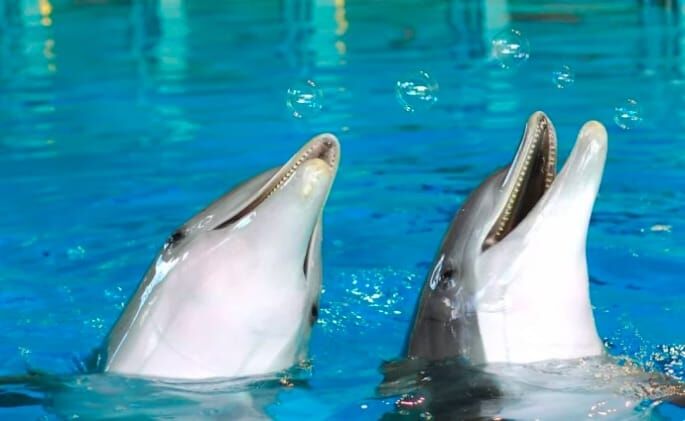 kolmarden zoo dolphins