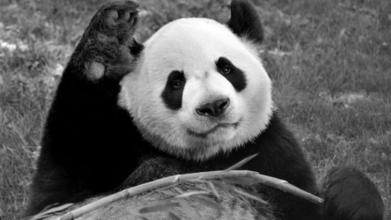 calgary zoo giant panda