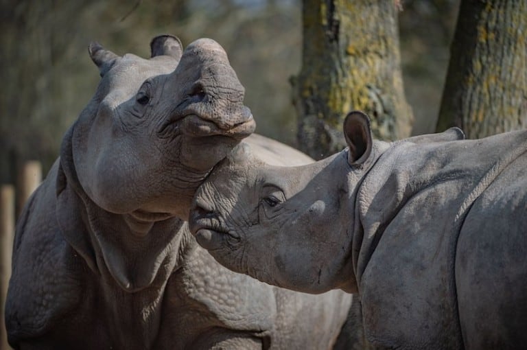 rhinos at chester zoo UK Zoo Animals Fund