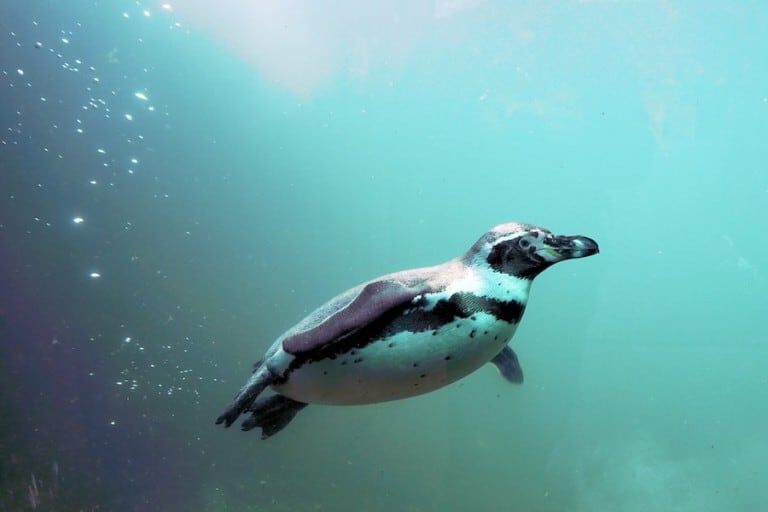 penguin AZA