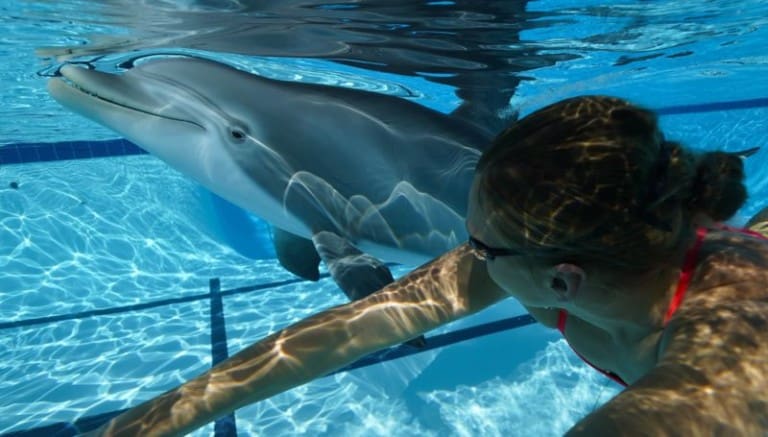 robotic dolphin