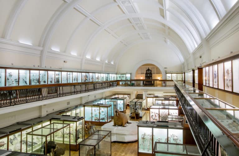 Horniman Natural History Gallery. Photo by Sophia Spring