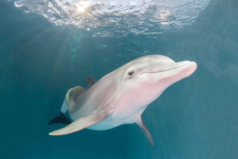 Winter the dolphin Clearwater Aquarium