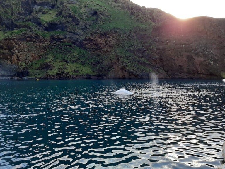 Little White & Little Grey first swim Beluga Whale Sanctuary