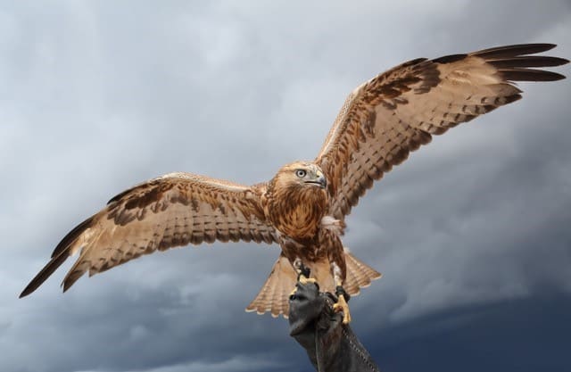 AV Spreading Wings