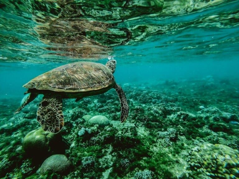 Sea turtle