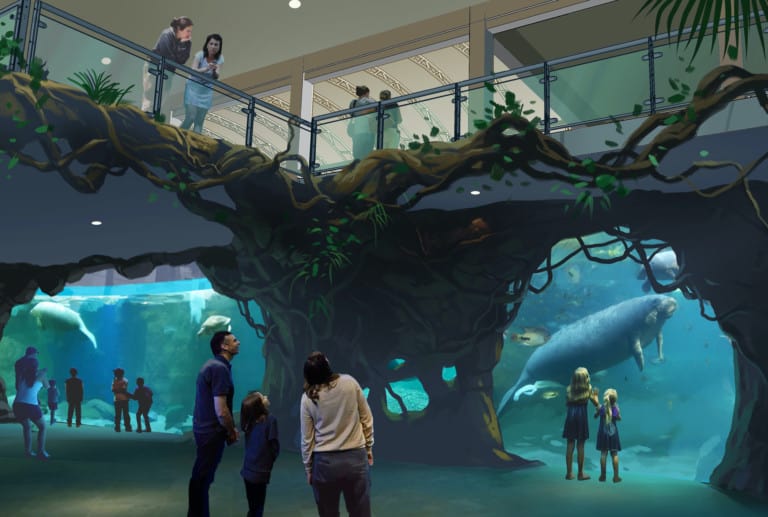 clearwater marine aquarium manatee rehab exhibit