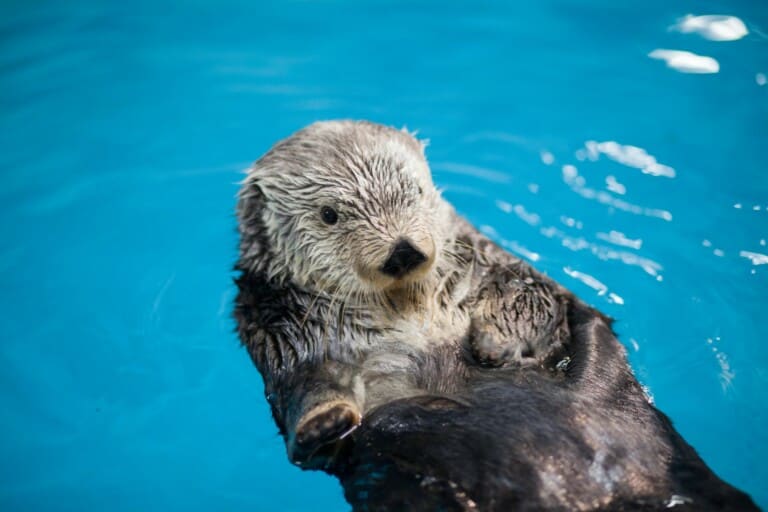 georgia aquarium southern sea otter