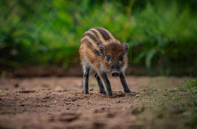 visayan warty pig chester zoo