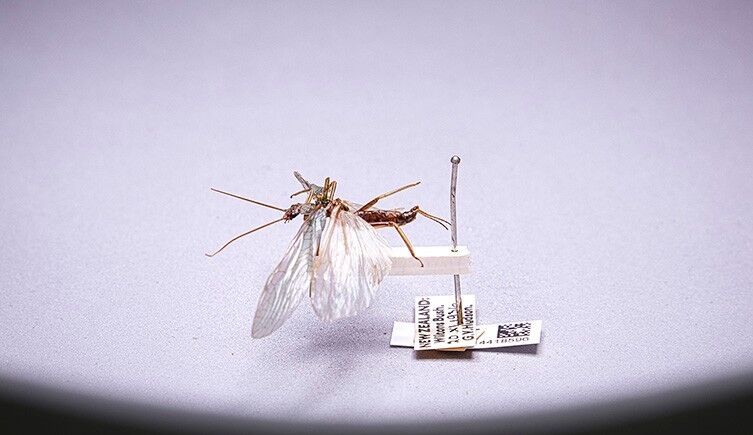 Stenoperla prasine © The Trustees of the Natural History Museum