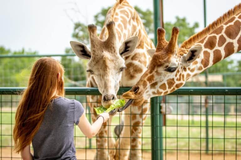 accesso Parks! America Giraffe Feed