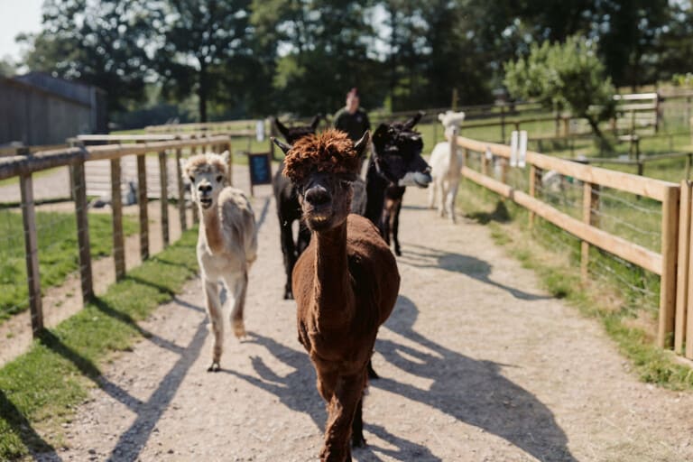 bucklebury farm