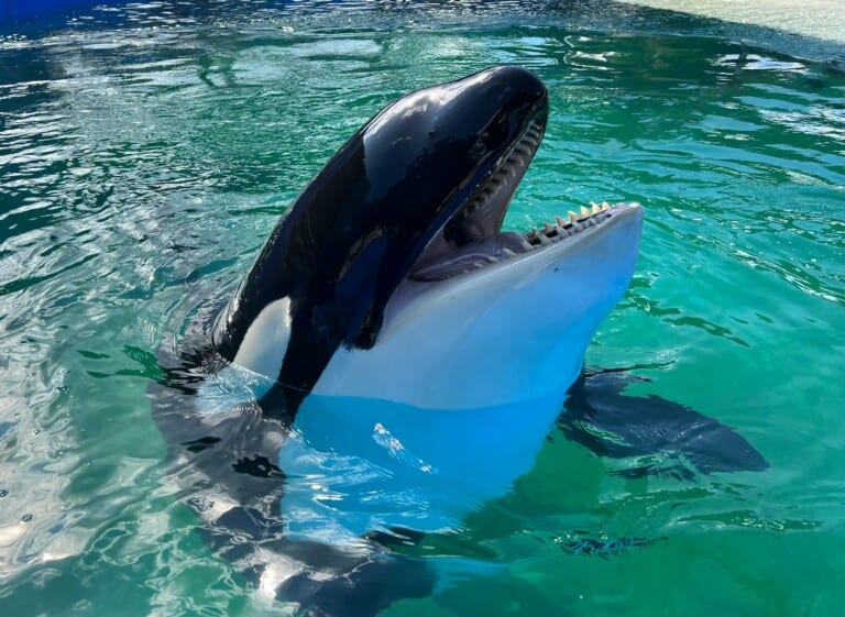 lolita miami seaquarium